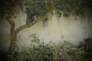 olive-tree-1756611_1280